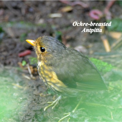 Ochre-breasted Antpitta